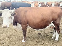 Cow, Latvian Blue cattle — photo 2