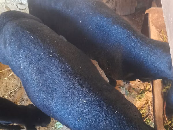 Ram, Sheep