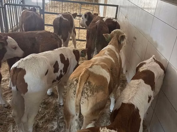 公牛, Simmental cattle
