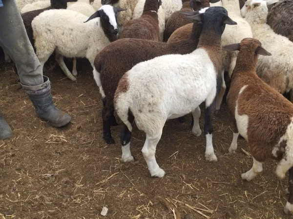 Ram, Dorper sheep — Kazakhstan