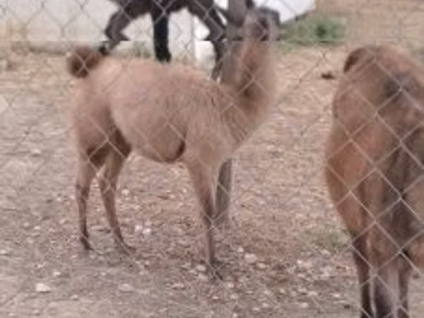 Kůň, Koně — Maďarsko