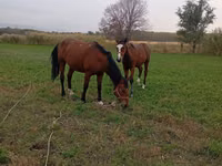 Kuda betina, Horses — foto 5