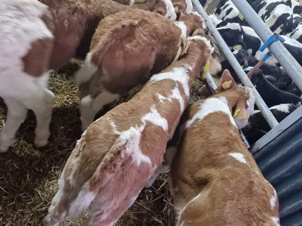 Bull, Simmental cattle — Poland