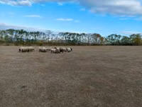 Får, Merino sheep — foto 4