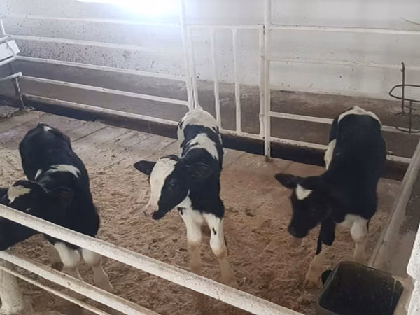Cow, Holstein breed — Russia