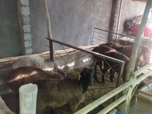 Ram, Sheep — Uzbekistan