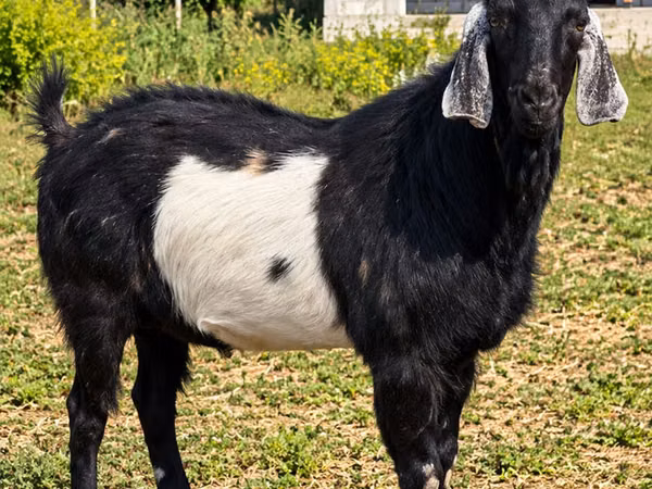 Kambing jantan, Nubian Goat