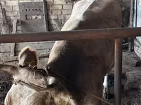 Cow, Cattle — photo 2