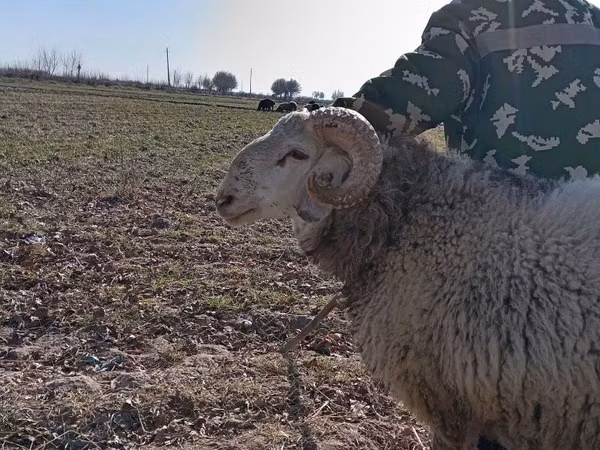 Widder, Schafe — Usbekistan