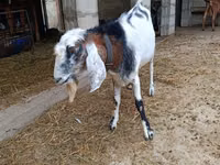 Billy Goat, Goats — photo 4