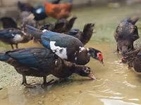 Ducks — foto 2
