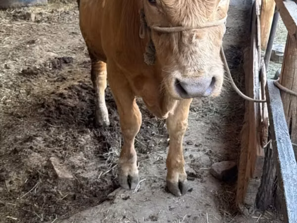 گاو نر, Simmental cattle