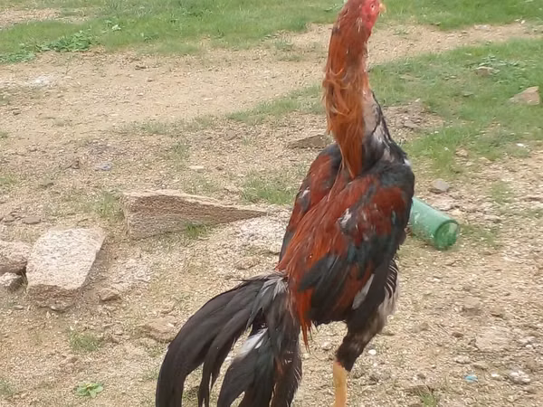 Chickens