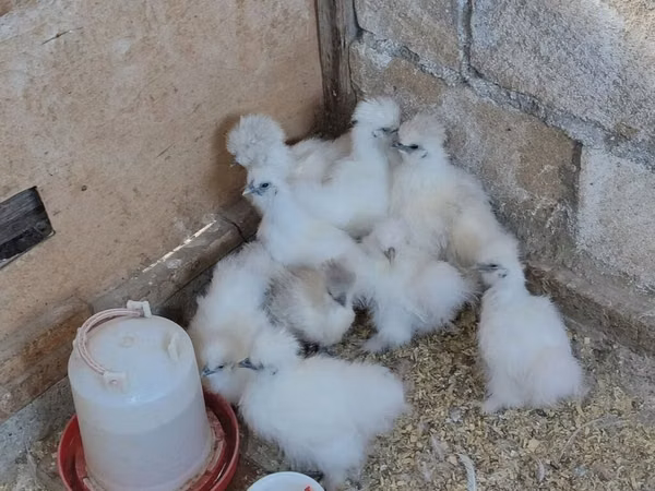 Silkie — Azerbejdżan