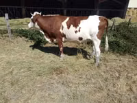 Cow, Montbéliarde — photo 1