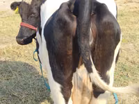 Cow, Russian Black pied cattle — photo 1