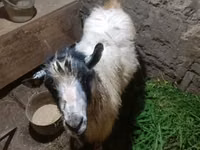 Billy Goat, Goats — photo 2
