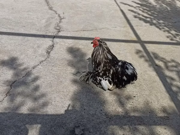 Chickens — Kyrgyzstan