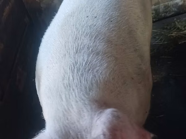 Boar, 
