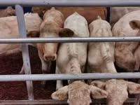 Rinder (Partie, Geschlecht nicht angegeben), Charolais cattle — Foto 1