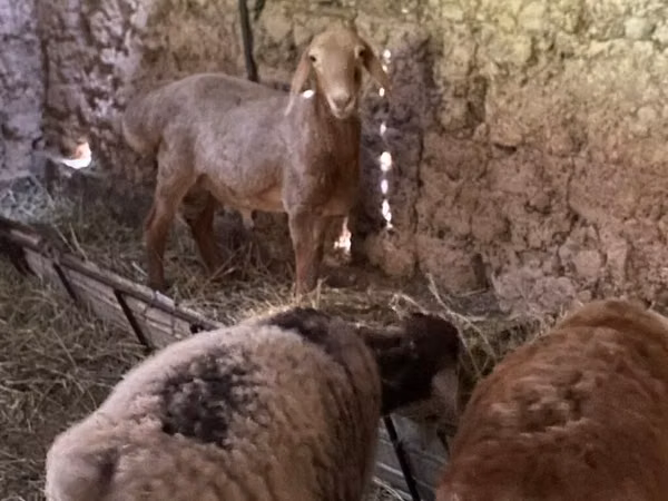 Ram, Arashan sheep — Kyrgyzstan