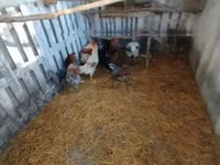 Chickens — عکس 1