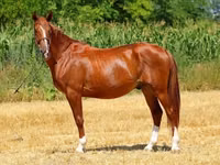 اسب نر, Kisber felver — عکس 7