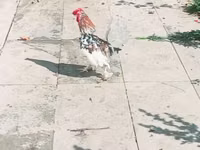 Japonský bantam — foto 2