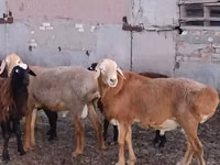 Kambing jantan, Hissar sheep — foto 3