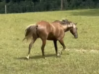 حصان, Rocky Mountain Horse — الصورة 4