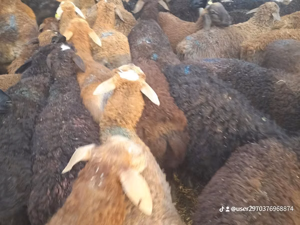 Kambing jantan, Sheep — Kazakhstan