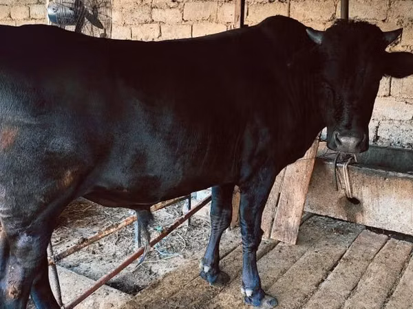 公牛, Cattle — 乌兹别克斯坦