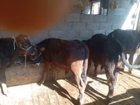 Bull, Swiss cattle — photo 2