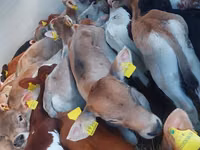 Үхэр (бүлэг, хүйс заагаагүй), Simmental cattle — 2 зураг