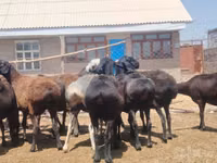 Sheep (batch, sex not specified), Sheep — photo 1
