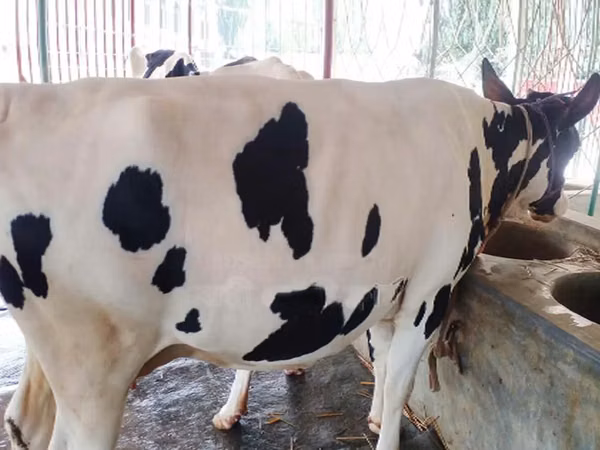 Cow, Russian Black pied cattle — Bangladesh