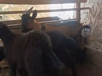 Goat, Goats — photo 3