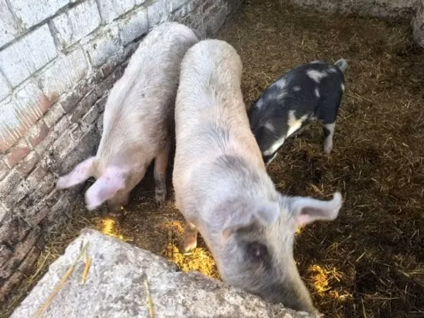 แม่สุกร, หมู — ฮังการี