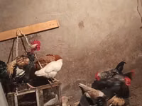 Chickens — photo 2