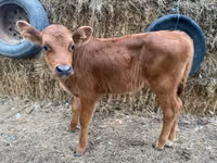 Bull, Cattle — photo 1