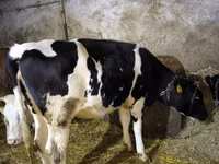 Cow, Russian Black pied cattle — photo 4
