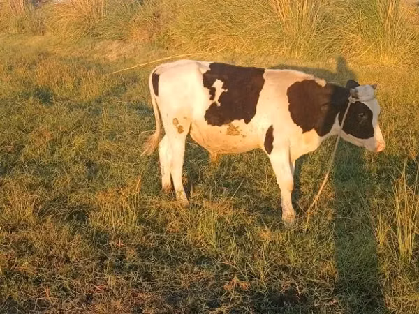 Cattle (batch, sex not specified), Russian Black pied cattle — Uzbekistan
