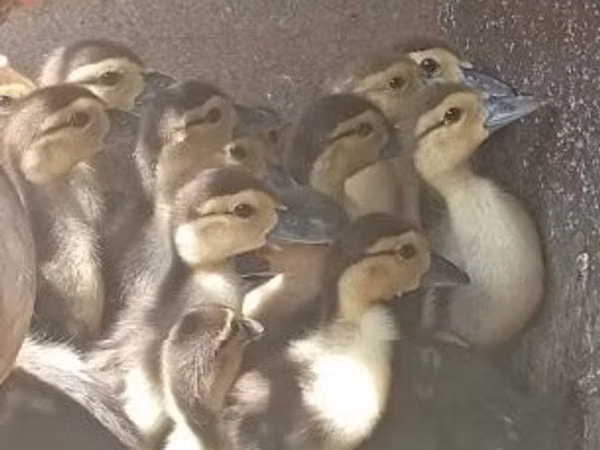 Ducks — 匈牙利