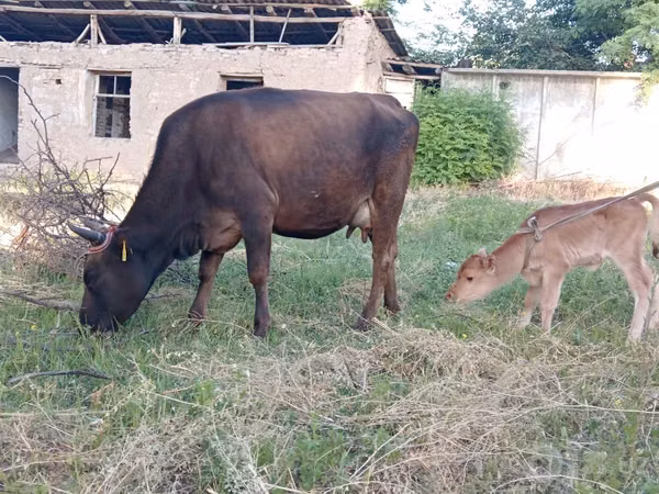 Cow, Cattle