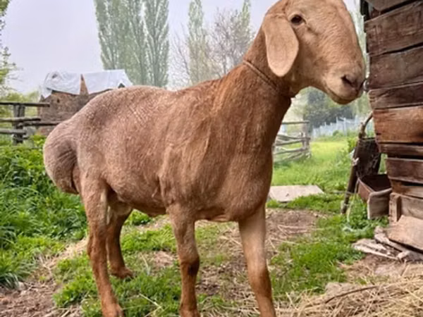 Ram, Arashan sheep