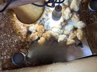 Turkeys — الصورة 1