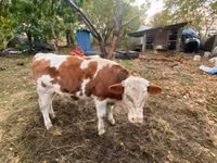 सांड, Simmental cattle — फ़ोटो 2