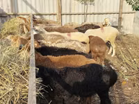 Pecora, Pecore — foto 4