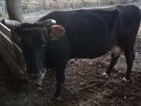 Vache, Latvian Blue cattle — photo 1