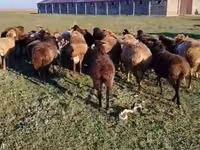 แกะตัวเมีย, Edilbay sheep — รูปภาพ 1